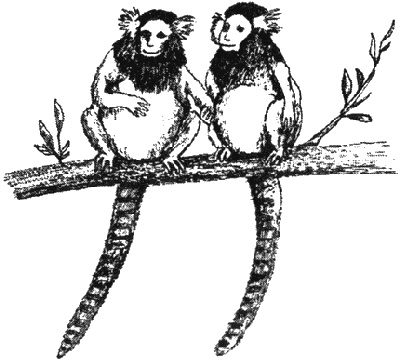 Иллюстрация к книге — Почему панда стоит на голове и другие удивительные истории о животных [i_021.jpg]