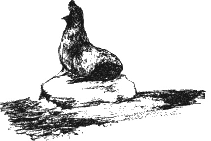 Иллюстрация к книге — Почему панда стоит на голове и другие удивительные истории о животных [i_022.jpg]