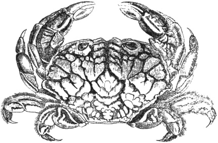 Иллюстрация к книге — Почему панда стоит на голове и другие удивительные истории о животных [i_023.jpg]