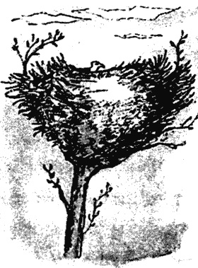 Иллюстрация к книге — Почему панда стоит на голове и другие удивительные истории о животных [i_030.jpg]