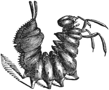 Иллюстрация к книге — Почему панда стоит на голове и другие удивительные истории о животных [i_033.jpg]
