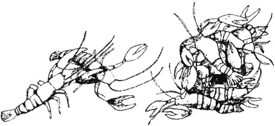 Иллюстрация к книге — Почему панда стоит на голове и другие удивительные истории о животных [i_035.jpg]