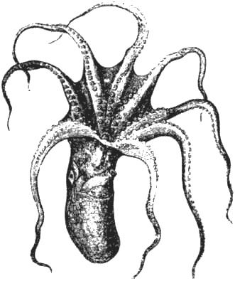 Иллюстрация к книге — Почему панда стоит на голове и другие удивительные истории о животных [i_037.jpg]