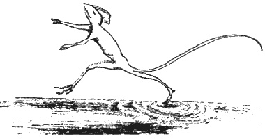 Иллюстрация к книге — Почему панда стоит на голове и другие удивительные истории о животных [i_045.jpg]