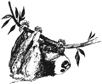 Иллюстрация к книге — Почему панда стоит на голове и другие удивительные истории о животных [i_048.jpg]