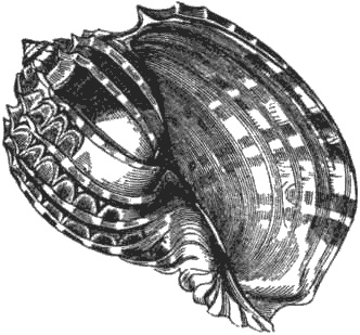 Иллюстрация к книге — Почему панда стоит на голове и другие удивительные истории о животных [i_049.jpg]