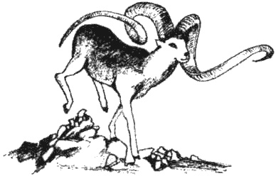 Иллюстрация к книге — Почему панда стоит на голове и другие удивительные истории о животных [i_051.jpg]