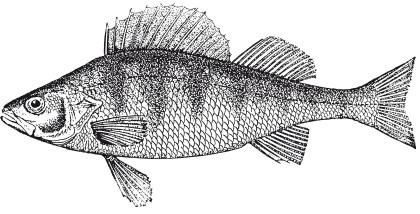 Иллюстрация к книге — Исконно русская рыбалка. Жизнь и ловля пресноводных рыб [i_001.jpg]