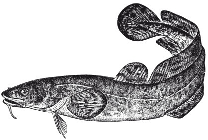 Иллюстрация к книге — Исконно русская рыбалка. Жизнь и ловля пресноводных рыб [i_008.jpg]