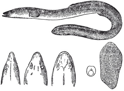 Иллюстрация к книге — Исконно русская рыбалка. Жизнь и ловля пресноводных рыб [i_009.jpg]