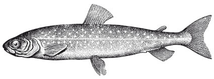 Иллюстрация к книге — Исконно русская рыбалка. Жизнь и ловля пресноводных рыб [i_022.jpg]