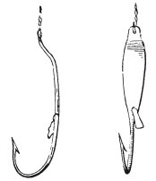 Иллюстрация к книге — Исконно русская рыбалка. Жизнь и ловля пресноводных рыб [i_023.jpg]