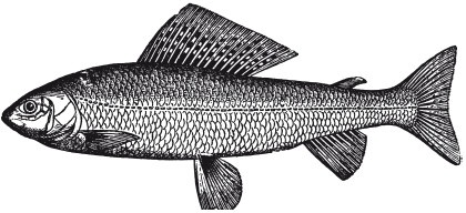 Иллюстрация к книге — Исконно русская рыбалка. Жизнь и ловля пресноводных рыб [i_032.jpg]