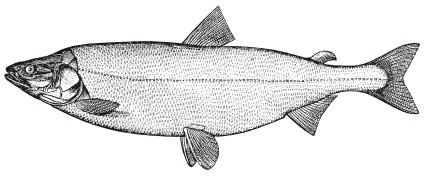 Иллюстрация к книге — Исконно русская рыбалка. Жизнь и ловля пресноводных рыб [i_033.jpg]