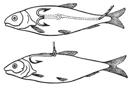 Иллюстрация к книге — Исконно русская рыбалка. Жизнь и ловля пресноводных рыб [i_037.jpg]