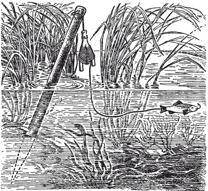 Иллюстрация к книге — Исконно русская рыбалка. Жизнь и ловля пресноводных рыб [i_044.jpg]