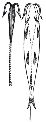 Иллюстрация к книге — Исконно русская рыбалка. Жизнь и ловля пресноводных рыб [i_051.jpg]