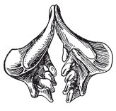 Иллюстрация к книге — Исконно русская рыбалка. Жизнь и ловля пресноводных рыб [i_078.jpg]