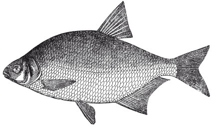 Иллюстрация к книге — Исконно русская рыбалка. Жизнь и ловля пресноводных рыб [i_080.jpg]