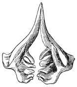 Иллюстрация к книге — Исконно русская рыбалка. Жизнь и ловля пресноводных рыб [i_081.jpg]