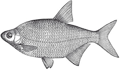 Иллюстрация к книге — Исконно русская рыбалка. Жизнь и ловля пресноводных рыб [i_084.jpg]