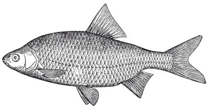 Иллюстрация к книге — Исконно русская рыбалка. Жизнь и ловля пресноводных рыб [i_088.jpg]