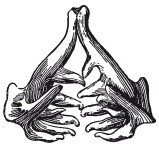 Иллюстрация к книге — Исконно русская рыбалка. Жизнь и ловля пресноводных рыб [i_091.jpg]