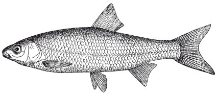 Иллюстрация к книге — Исконно русская рыбалка. Жизнь и ловля пресноводных рыб [i_094.jpg]