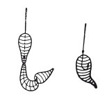 Иллюстрация к книге — Исконно русская рыбалка. Жизнь и ловля пресноводных рыб [i_097.jpg]