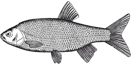 Иллюстрация к книге — Исконно русская рыбалка. Жизнь и ловля пресноводных рыб [i_098.jpg]