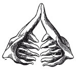 Иллюстрация к книге — Исконно русская рыбалка. Жизнь и ловля пресноводных рыб [i_099.jpg]