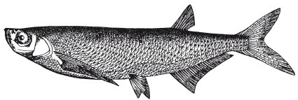 Иллюстрация к книге — Исконно русская рыбалка. Жизнь и ловля пресноводных рыб [i_104.jpg]