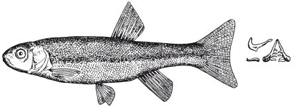 Иллюстрация к книге — Исконно русская рыбалка. Жизнь и ловля пресноводных рыб [i_105.jpg]