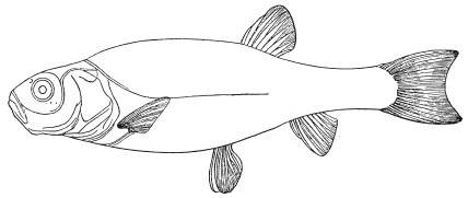 Иллюстрация к книге — Исконно русская рыбалка. Жизнь и ловля пресноводных рыб [i_106.jpg]