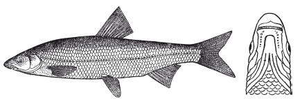 Иллюстрация к книге — Исконно русская рыбалка. Жизнь и ловля пресноводных рыб [i_109.jpg]