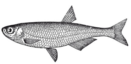 Иллюстрация к книге — Исконно русская рыбалка. Жизнь и ловля пресноводных рыб [i_110.jpg]