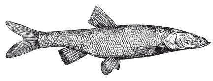 Иллюстрация к книге — Исконно русская рыбалка. Жизнь и ловля пресноводных рыб [i_112.jpg]