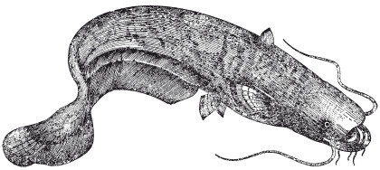 Иллюстрация к книге — Исконно русская рыбалка. Жизнь и ловля пресноводных рыб [i_115.jpg]