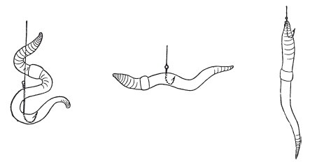 Иллюстрация к книге — Исконно русская рыбалка. Жизнь и ловля пресноводных рыб [i_141.jpg]