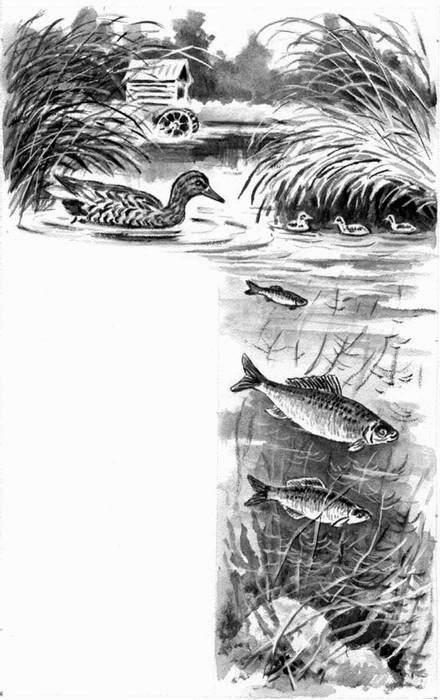 Иллюстрация к книге — Длиннохвостые разбойники [i_007.jpg]