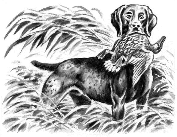 Иллюстрация к книге — Длиннохвостые разбойники [i_008.jpg]