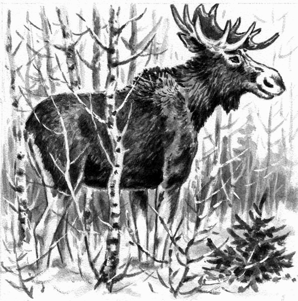 Иллюстрация к книге — Длиннохвостые разбойники [i_010.jpg]