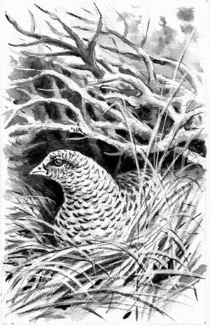 Иллюстрация к книге — Длиннохвостые разбойники [i_014.jpg]