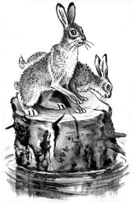 Иллюстрация к книге — Длиннохвостые разбойники [i_016.jpg]