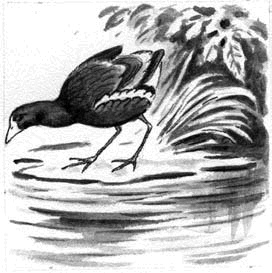 Иллюстрация к книге — Длиннохвостые разбойники [i_017.jpg]