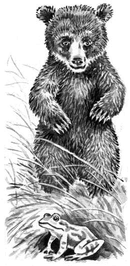 Иллюстрация к книге — Длиннохвостые разбойники [i_018.jpg]