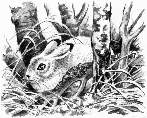 Иллюстрация к книге — Длиннохвостые разбойники [i_020.jpg]