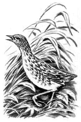 Иллюстрация к книге — Длиннохвостые разбойники [i_021.jpg]