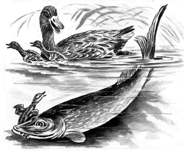 Иллюстрация к книге — Длиннохвостые разбойники [i_023.jpg]