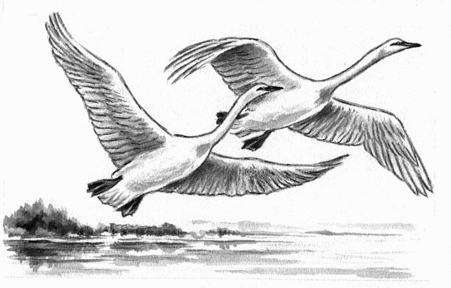 Иллюстрация к книге — Длиннохвостые разбойники [i_025.jpg]